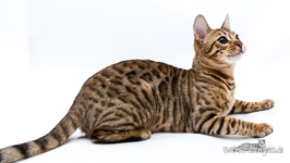 braun rosetted Bengal